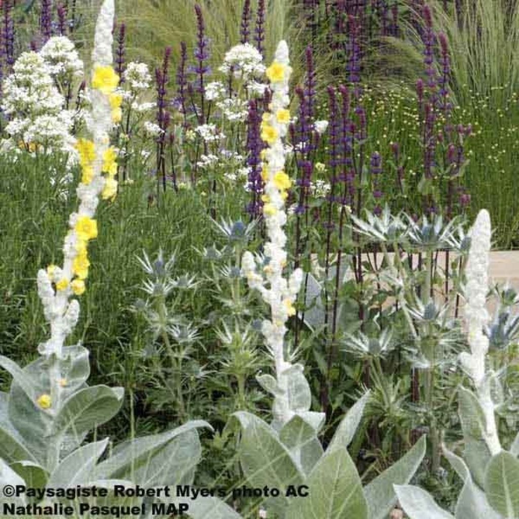 Verbascum, Molène bom. Polarsommer