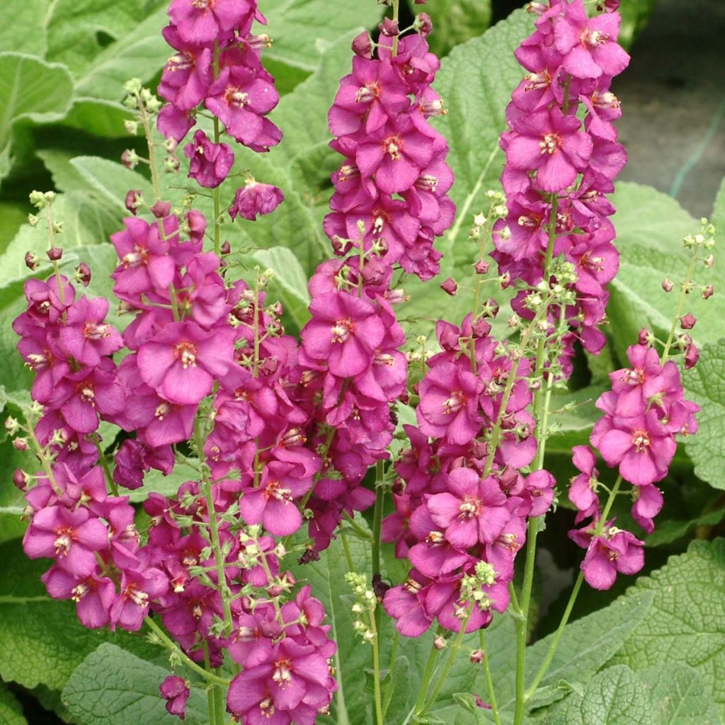 Verbascum Royalty - Molène