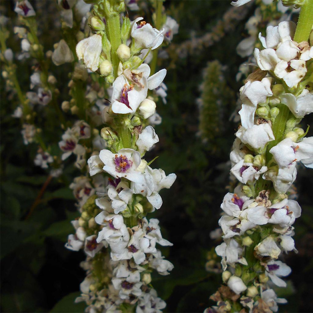 Verbascum chaixii Album - Molène de Chaix