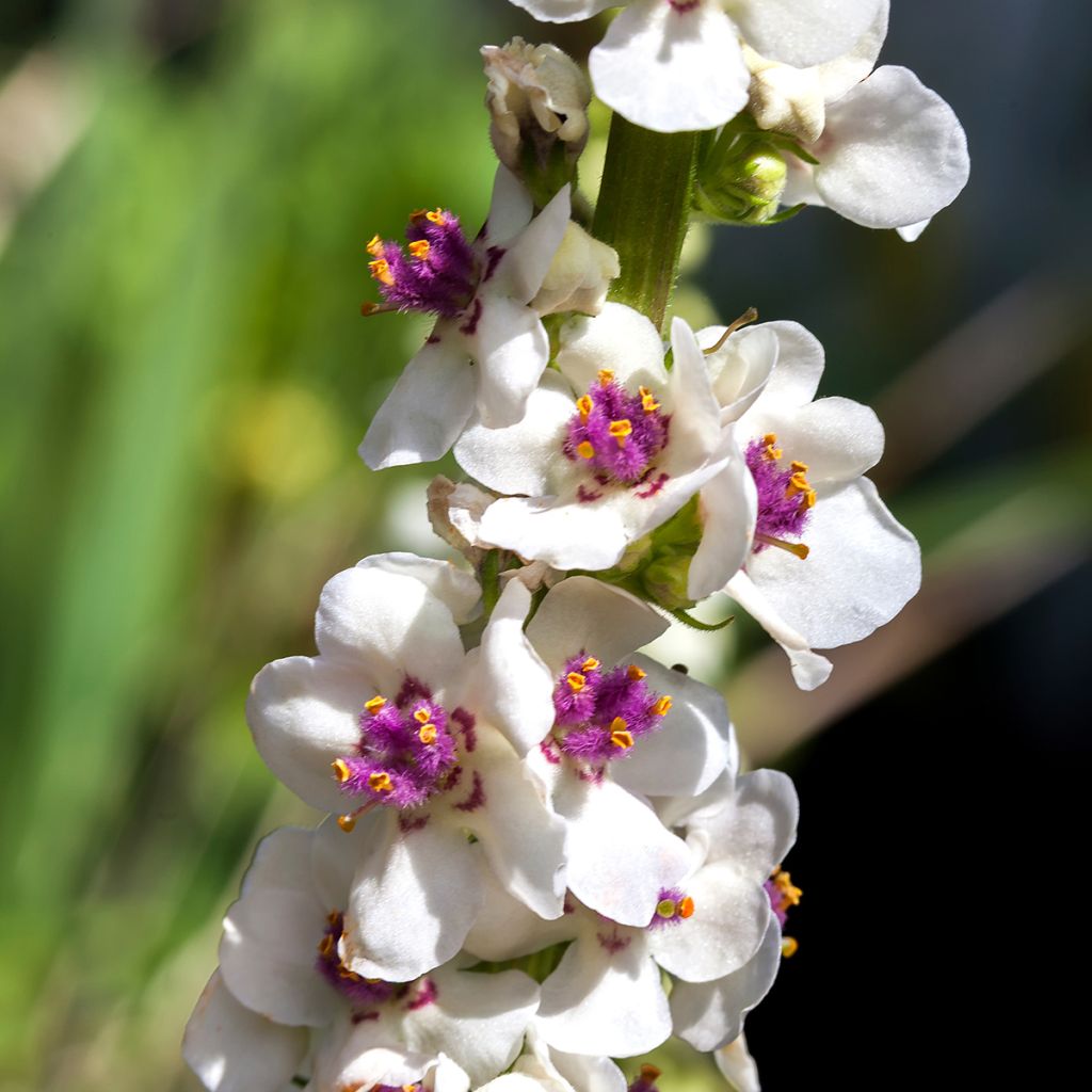 Verbascum chaixii Album - Molène de Chaix