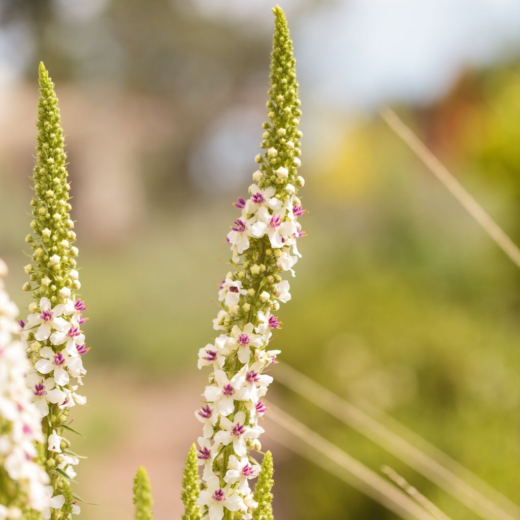 Verbascum chaixii Album - Molène de Chaix