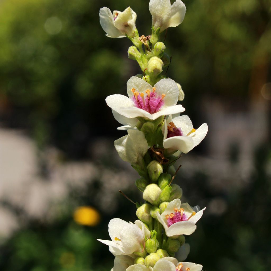 Verbascum chaixii Album - Molène de Chaix