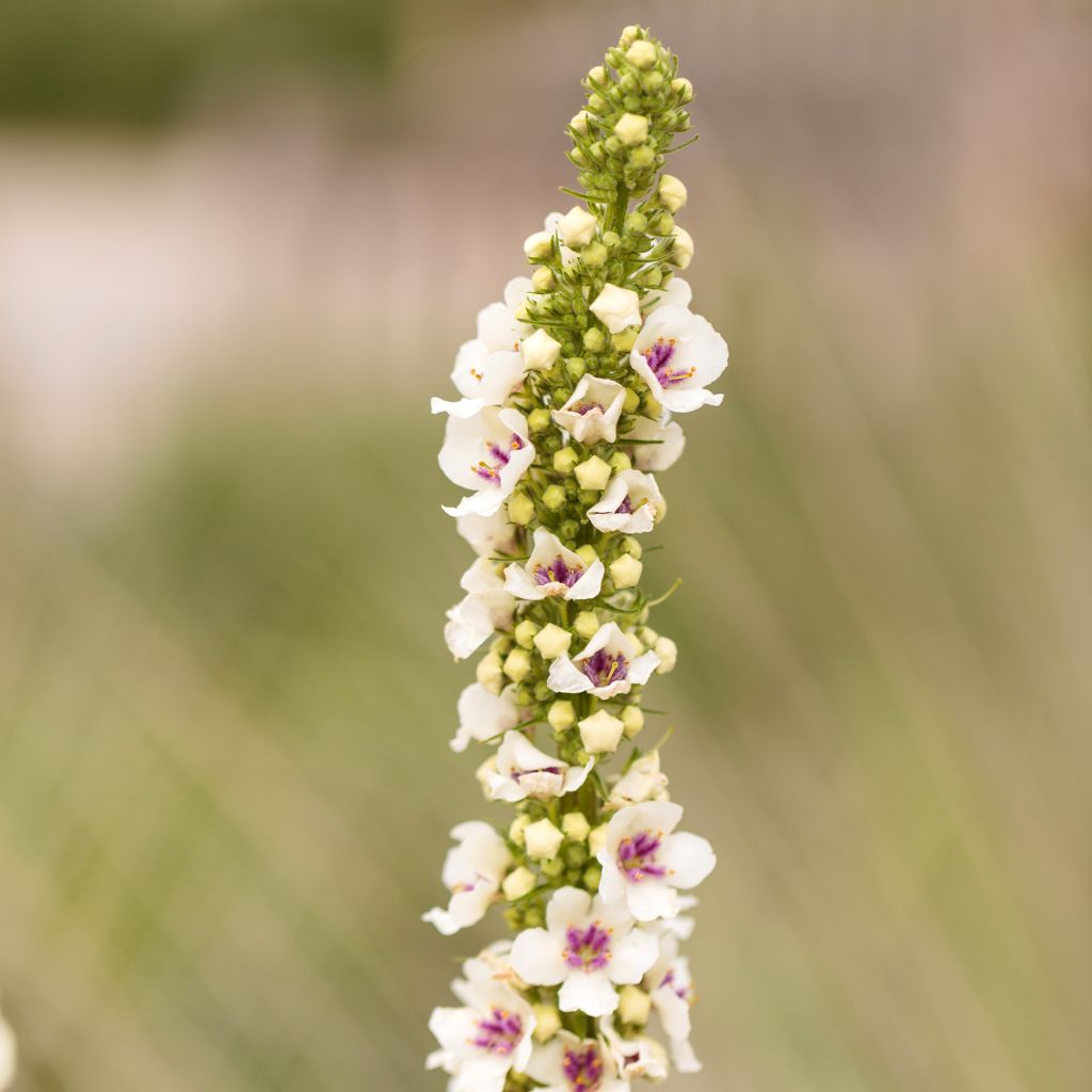 Graines de Verbascum chaixii Album - Molène de Chaix.