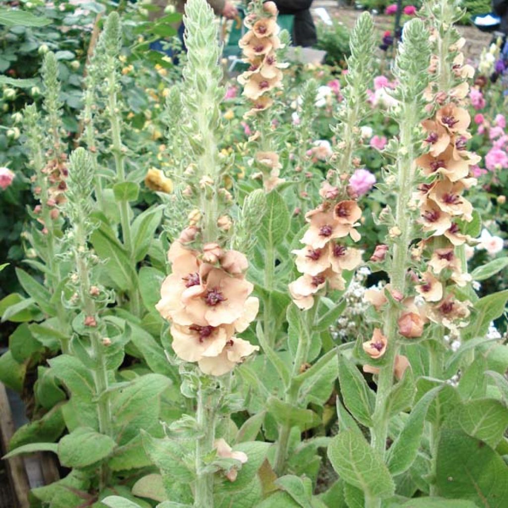 Verbascum Hybride Helen Johnson