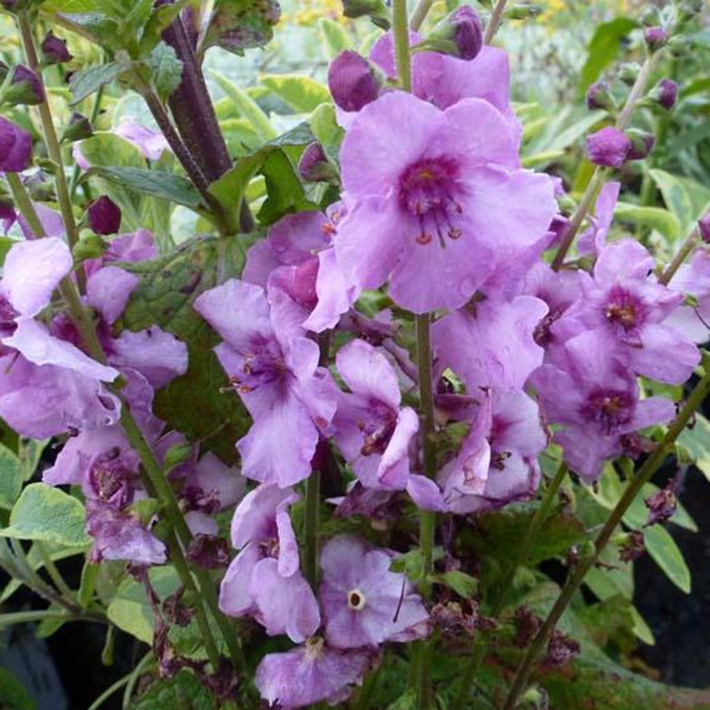 Verbascum hybride Pink Domino - Molène hybride