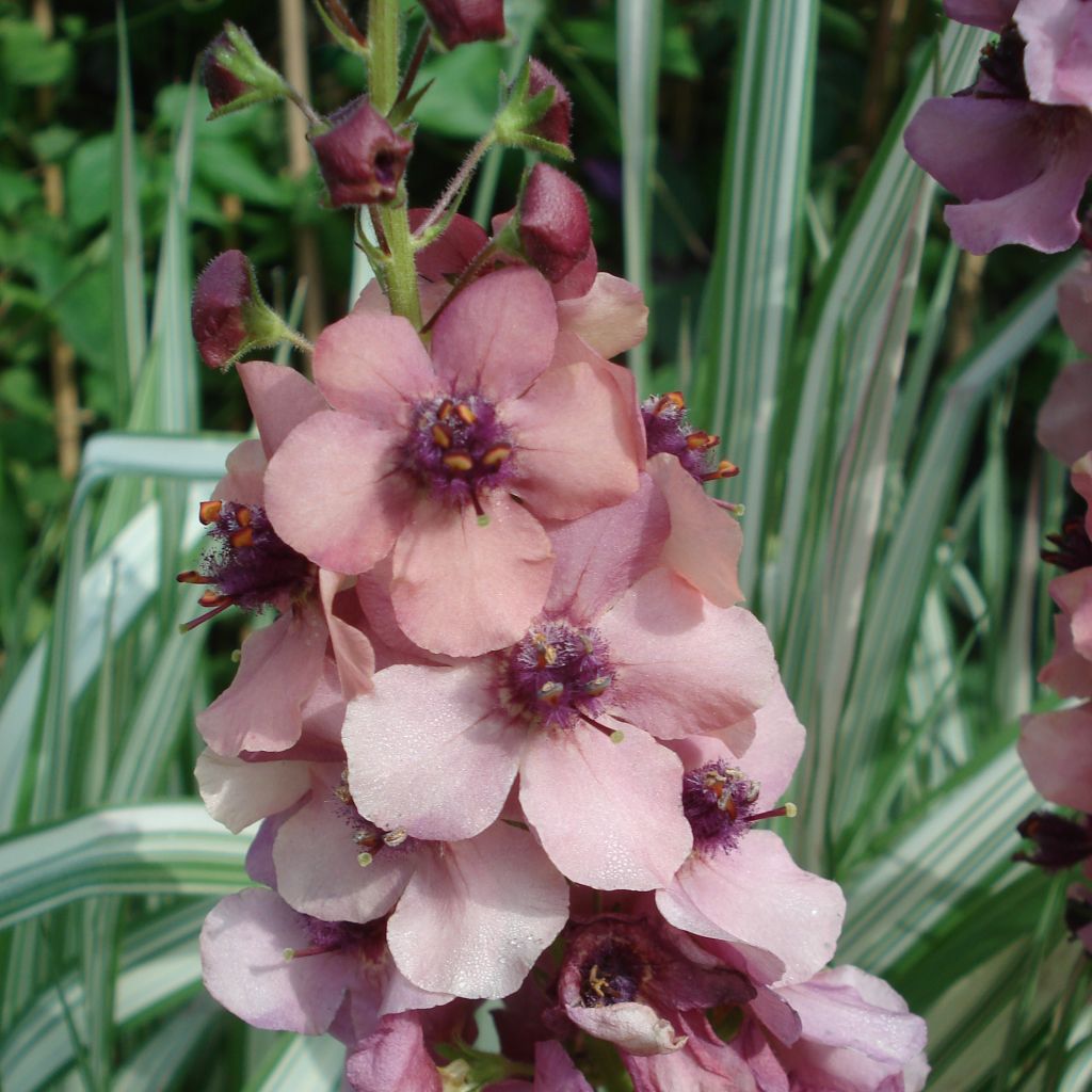 Verbascum hybride Southern Charm - Molène