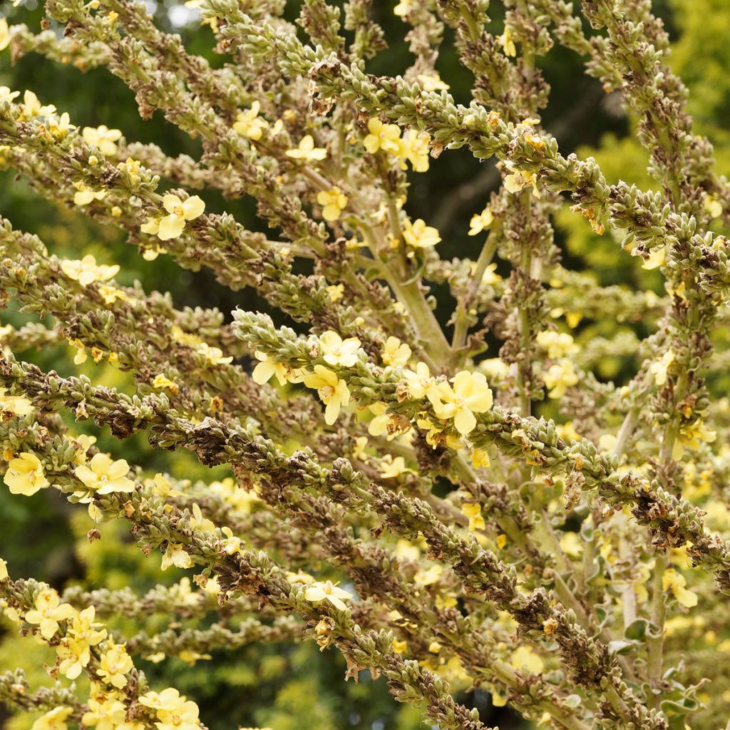 Verbascum olympicum - Molène d'Olympe
