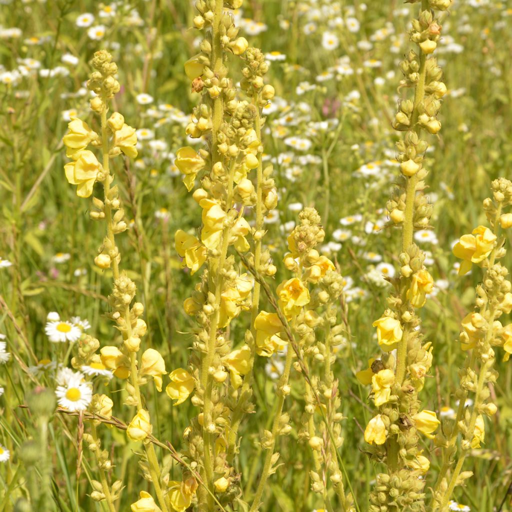 Verbascum olympicum - Molène d'Olympe