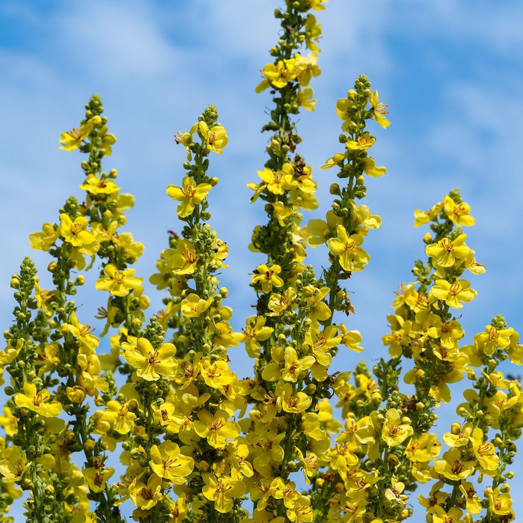 Verbascum olympicum - Molène d'Olympe