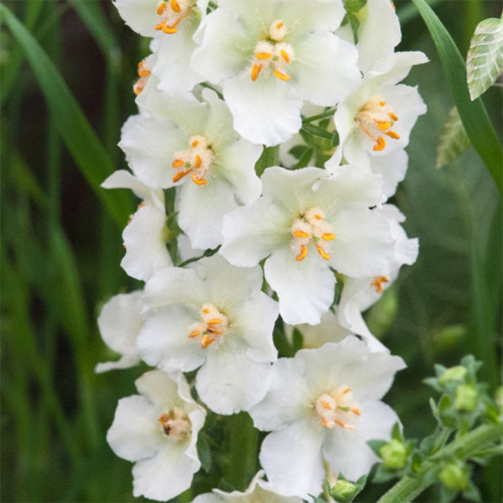 Verbascum phoeniceum Flush of White - Molène de Phénicie hybride.