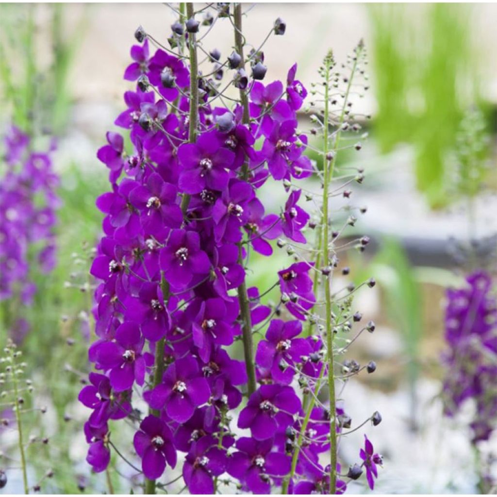 Verbascum phoeniceum Violetta - Molène