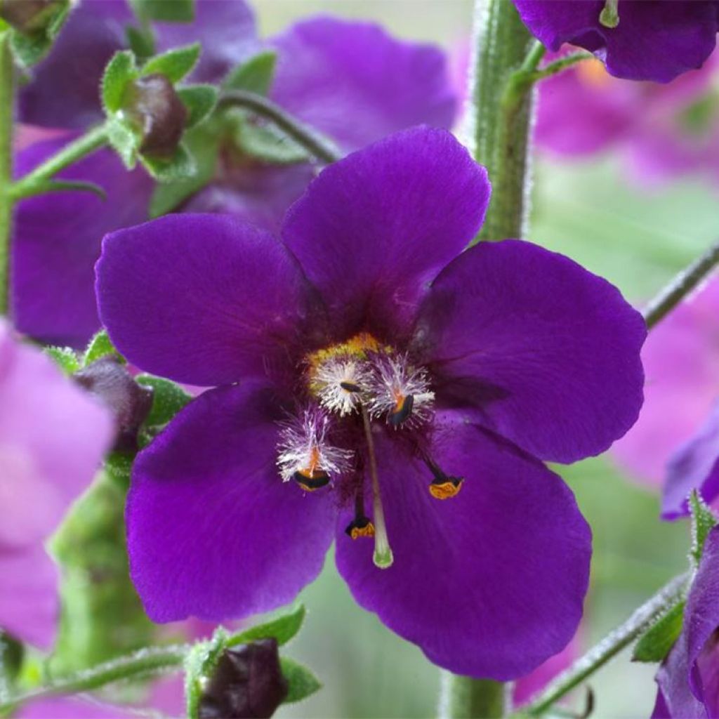 Verbascum phoeniceum Violetta - Molène