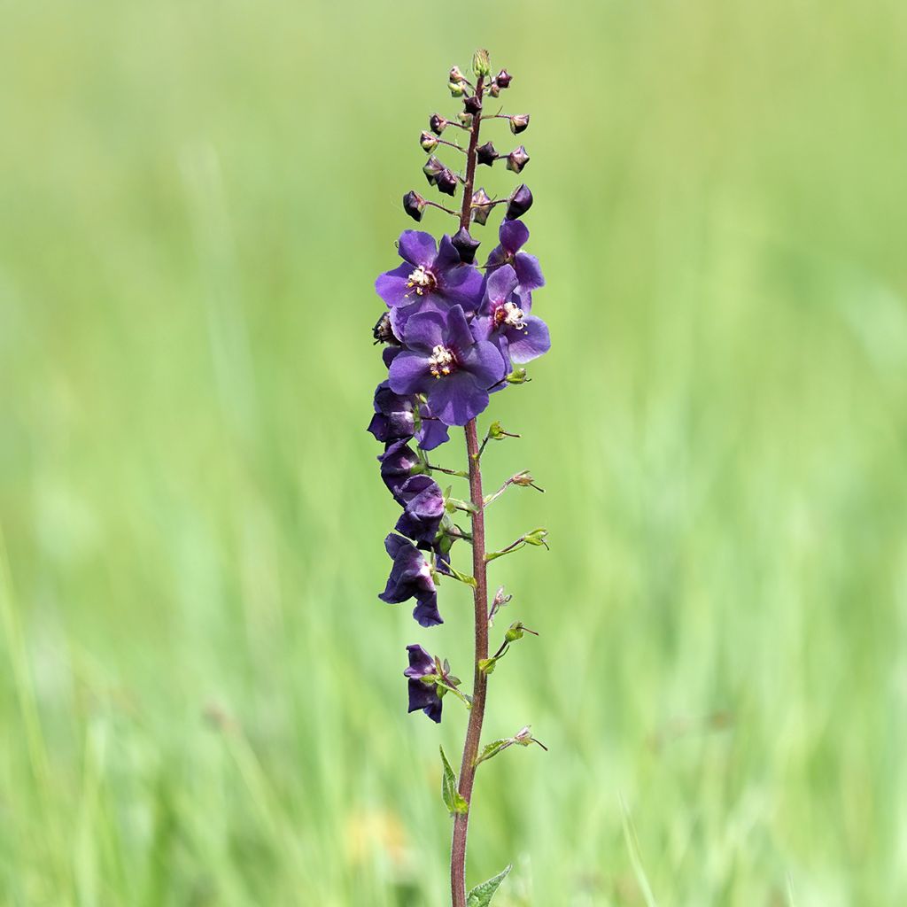 Verbascum phoeniceum Violetta - Molène