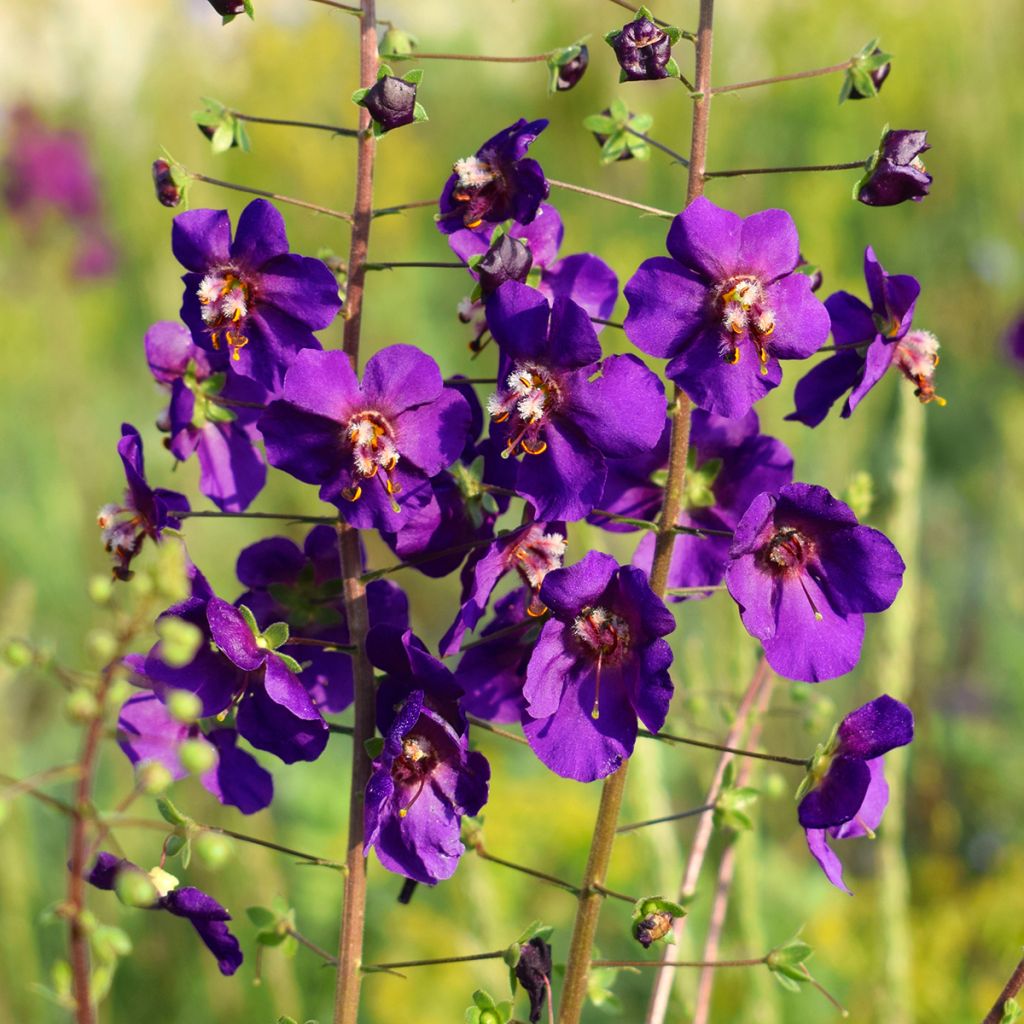 Verbascum phoeniceum Violetta - Molène