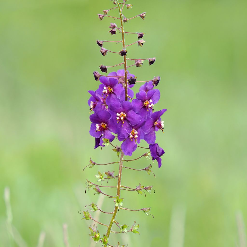 Verbascum phoeniceum Violetta - Molène