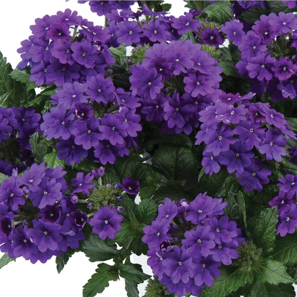 Verveine Virgo up Purple - Verveine des jardins