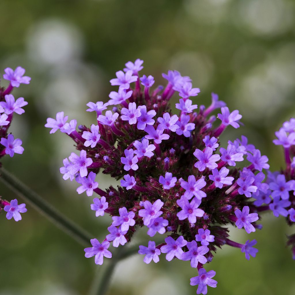 Verbena bonariensis Vanity - Verveine de Buenos Aires