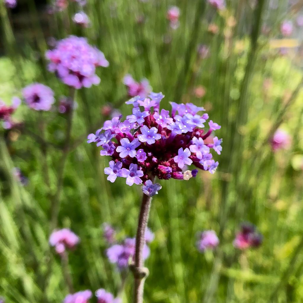 Verbena bonariensis - Verveine de Buenos Aires