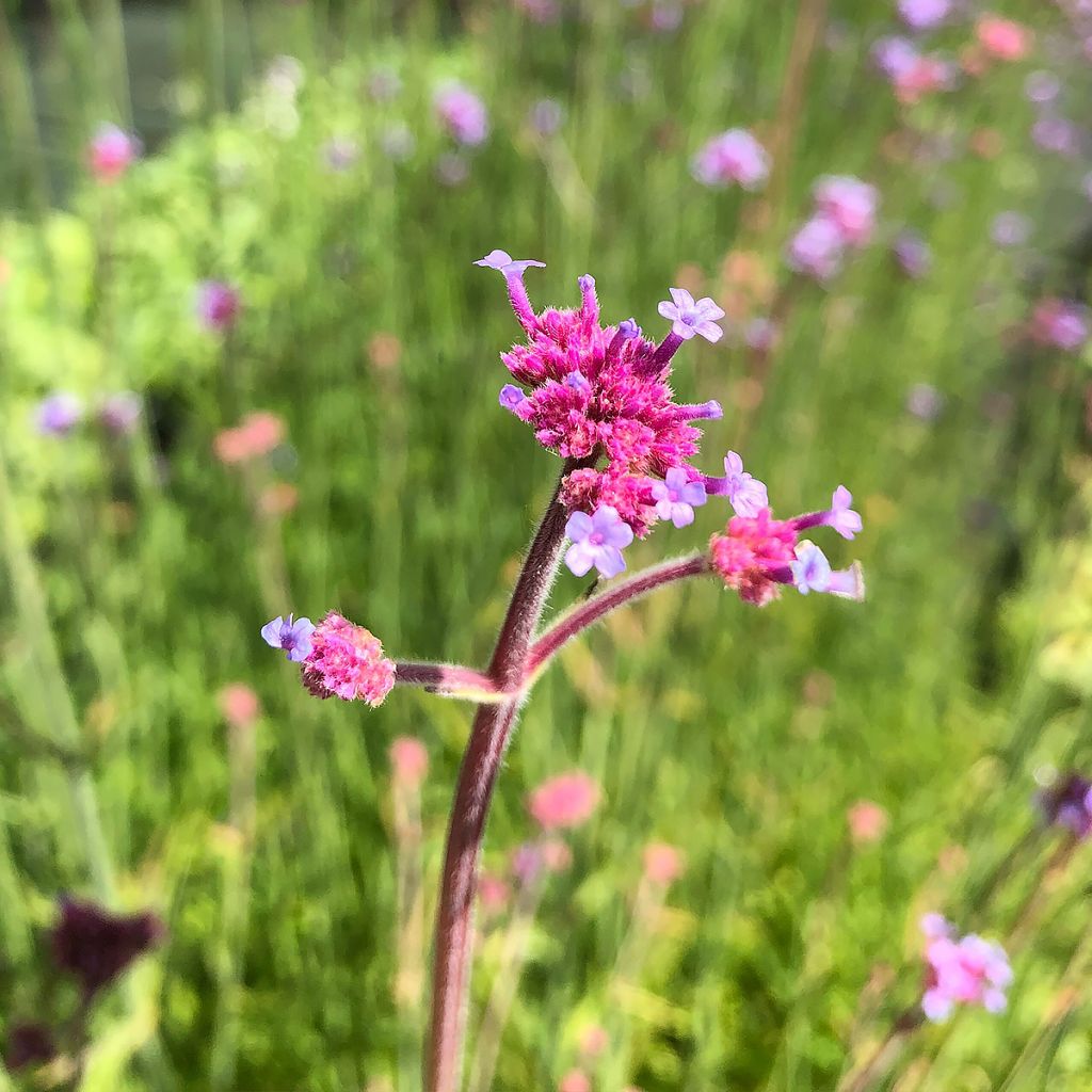 Verbena bonariensis - Verveine de Buenos Aires