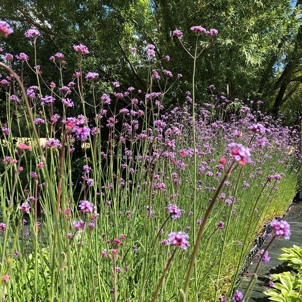 Verbena bonariensis - Verveine de Buenos Aires