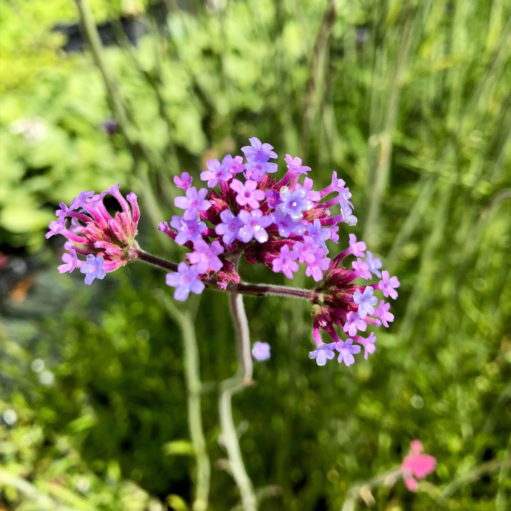 Verbena bonariensis - Verveine de Buenos Aires