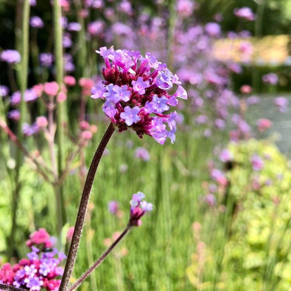 Verbena bonariensis - Verveine de Buenos Aires