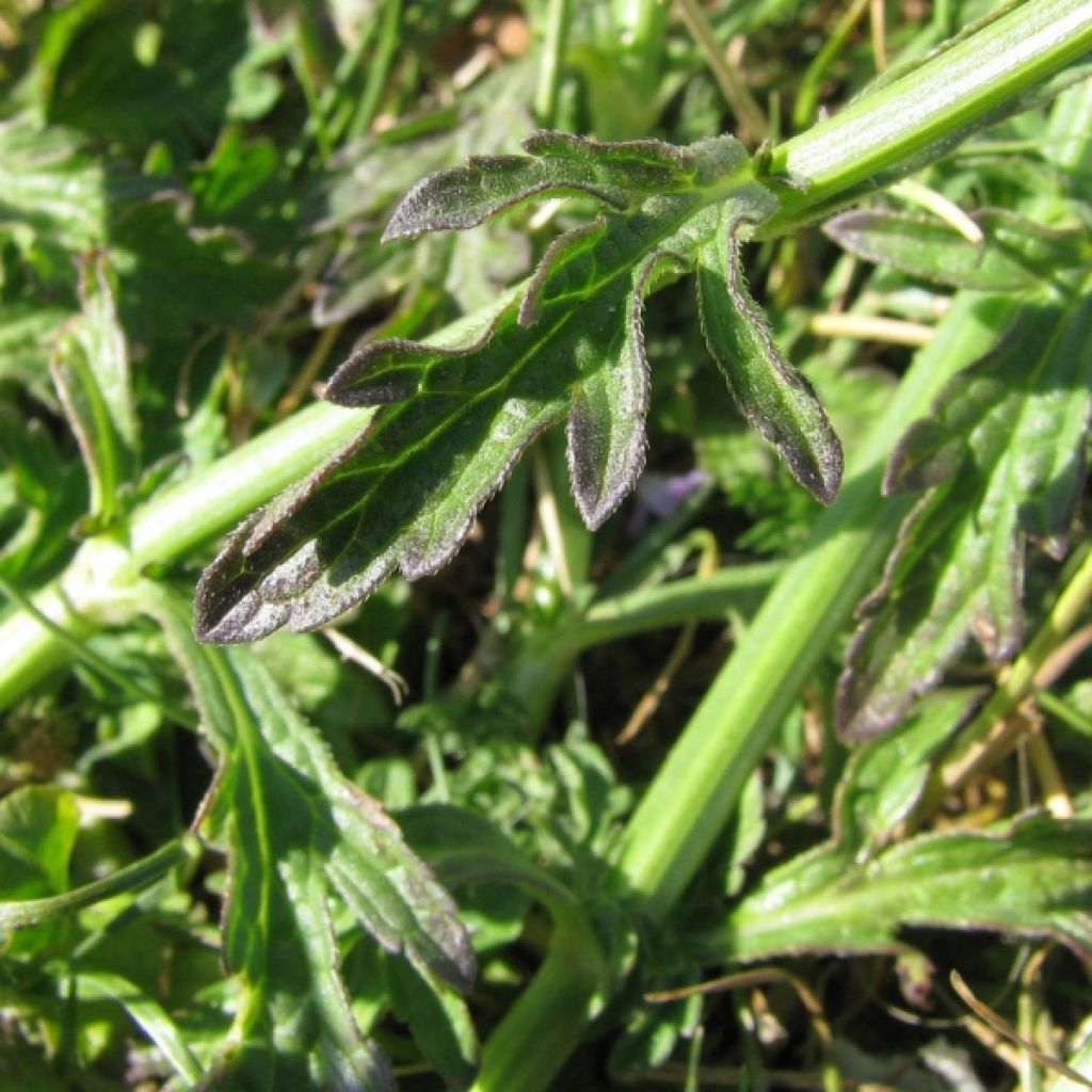 Verveine officinale - Verbena officinalis