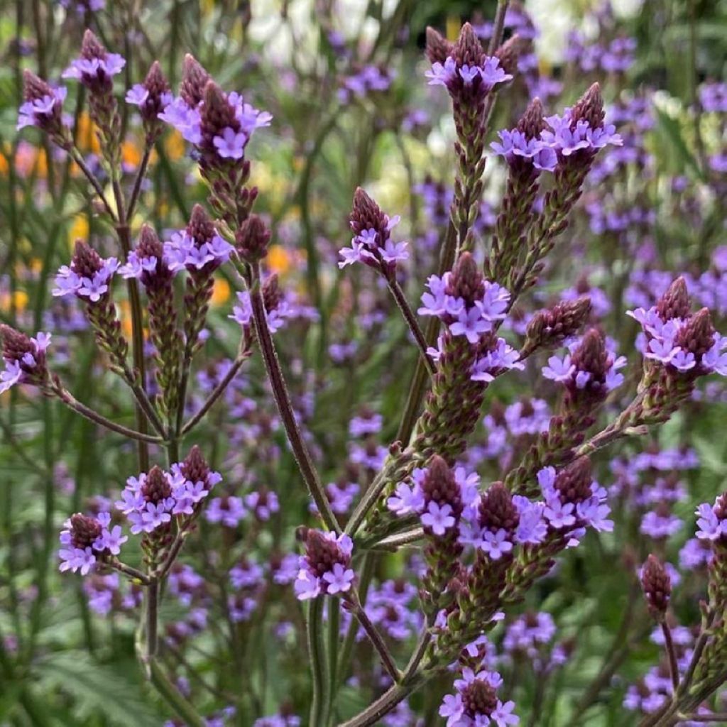 Verbena (x) macdougalii Lavender Spires - Verveine hybride