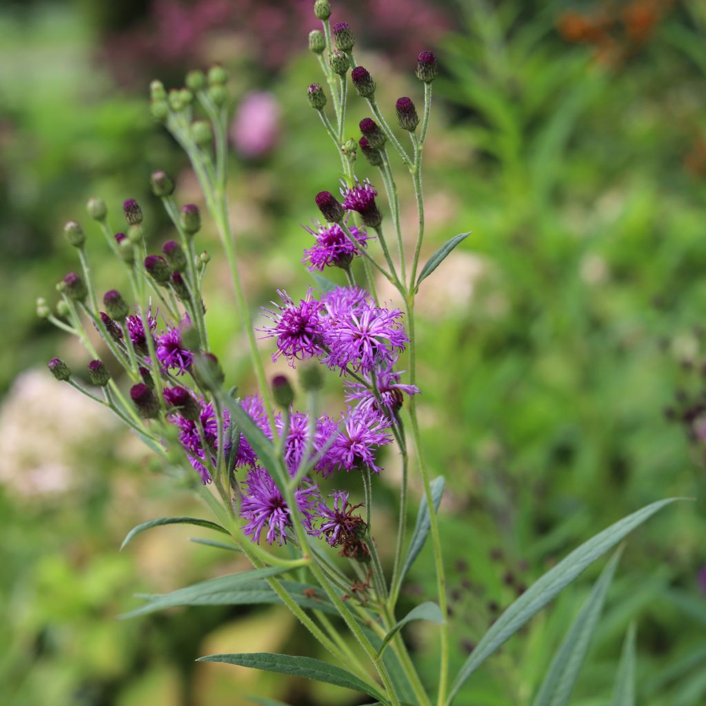 Vernonia crinita - Vernone