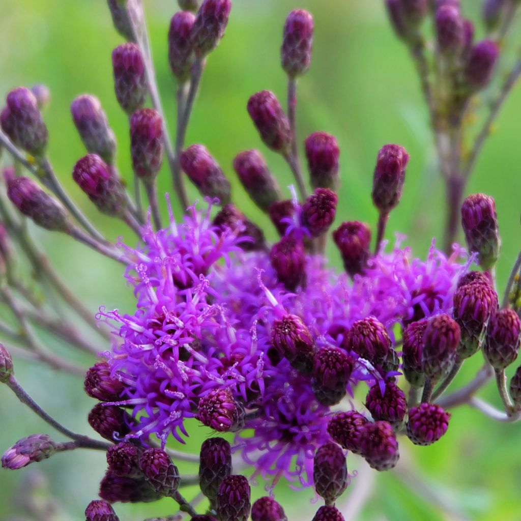 Vernonia crinita - Vernone