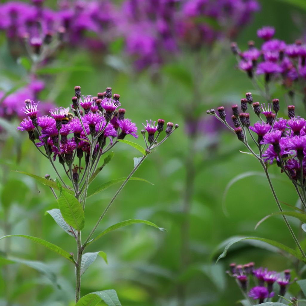 Vernonia crinita - Vernone