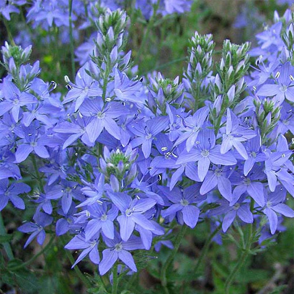 Veronica austriaca Royal Blue - Véronique d'Autriche