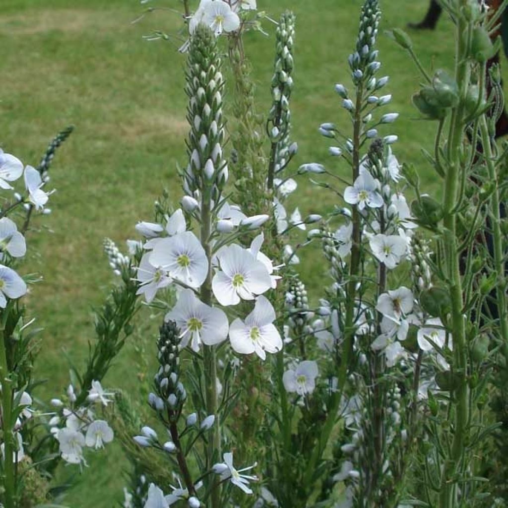 Véronique du Caucase - Veronica gentianoides Barbara Sherwood