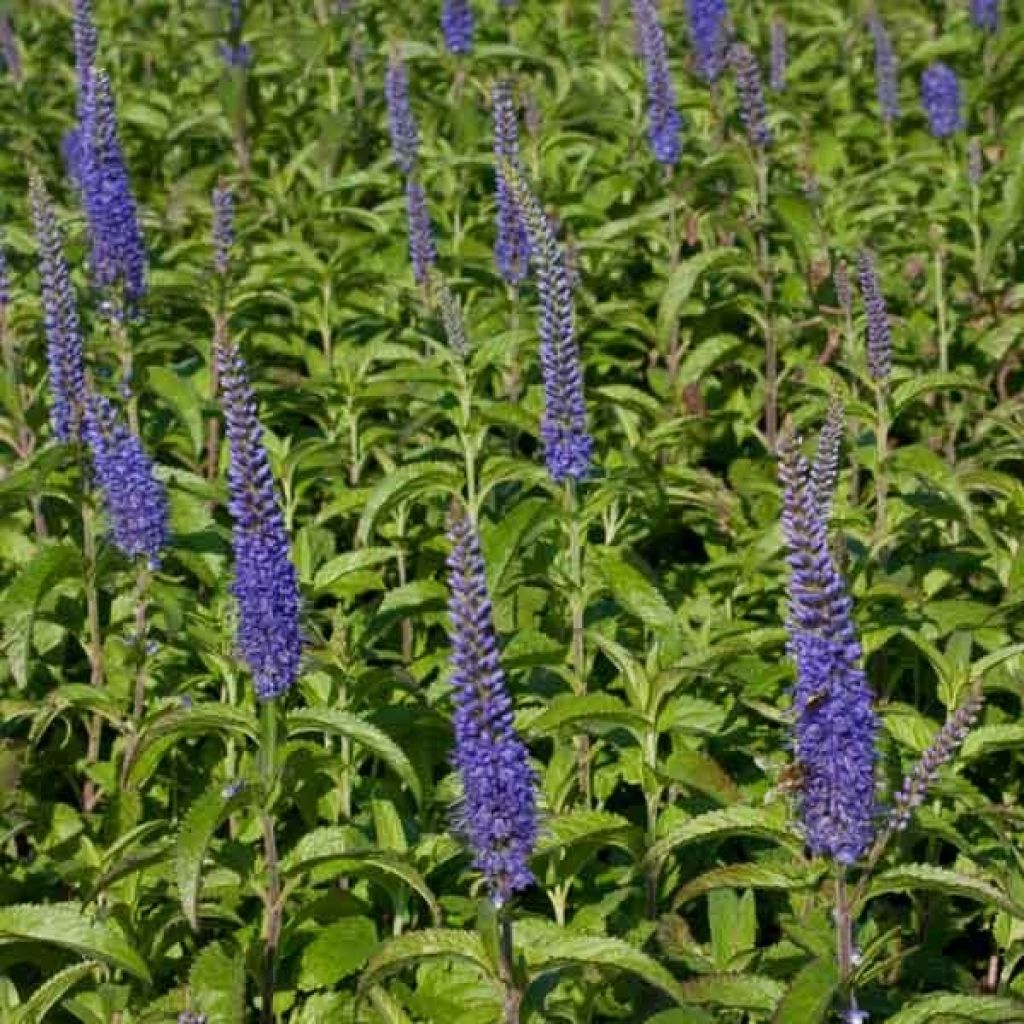 Véronique - Veronica longifolia Blauriesin