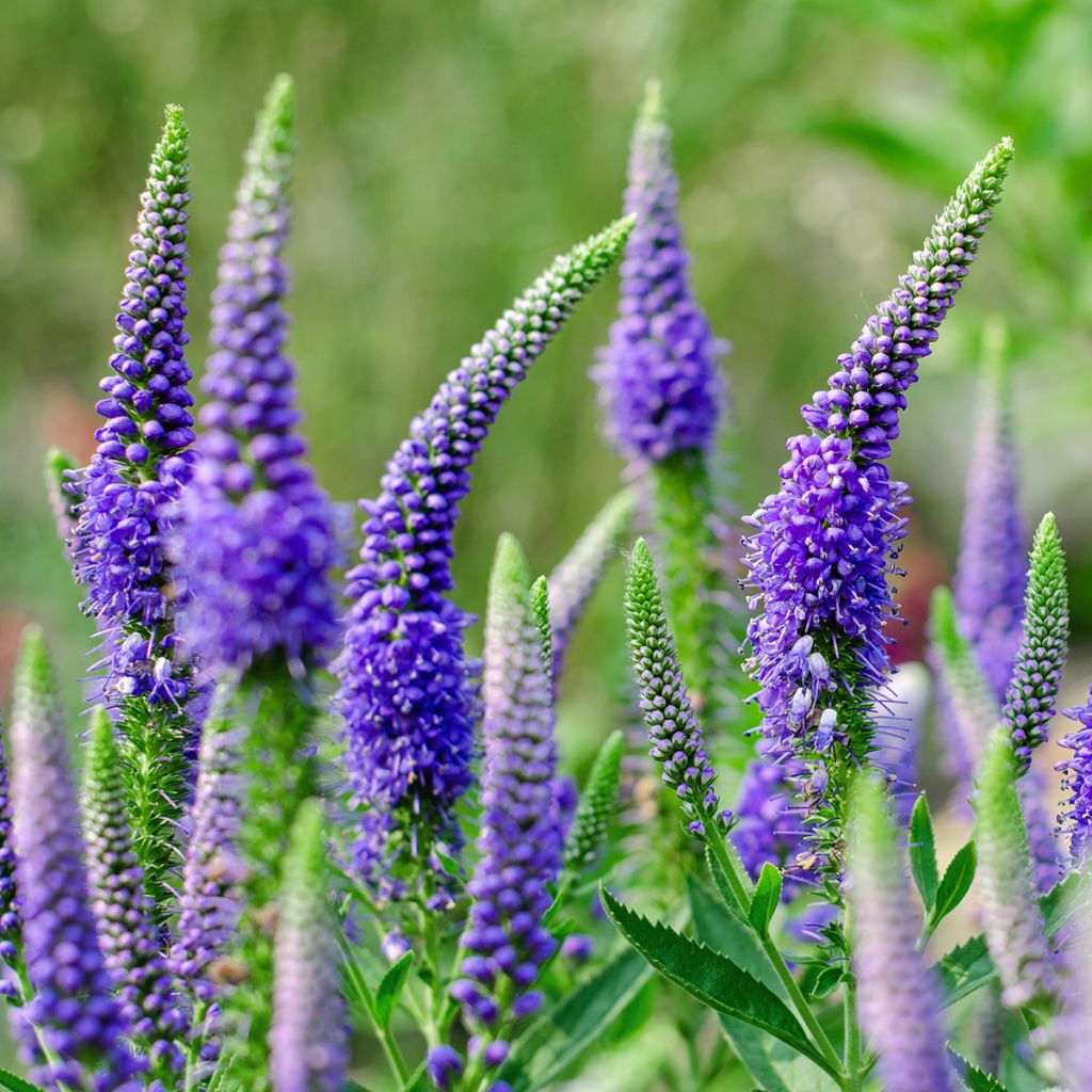 Veronica longifolia First Glory - Véronique à longues feuilles