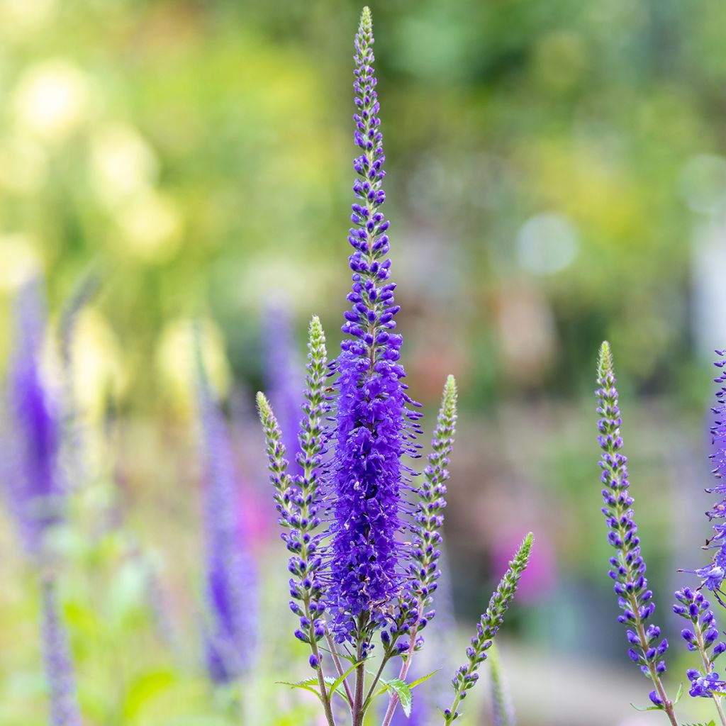 Veronica longifolia First Glory - Véronique à longues feuilles