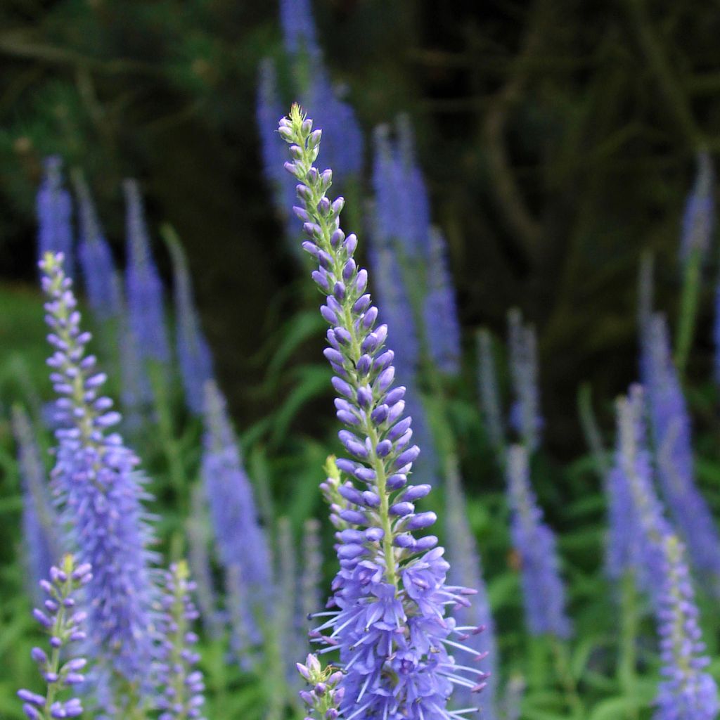 Veronica longifolia Marietta - Véronique à longues feuilles bleu outremer clair