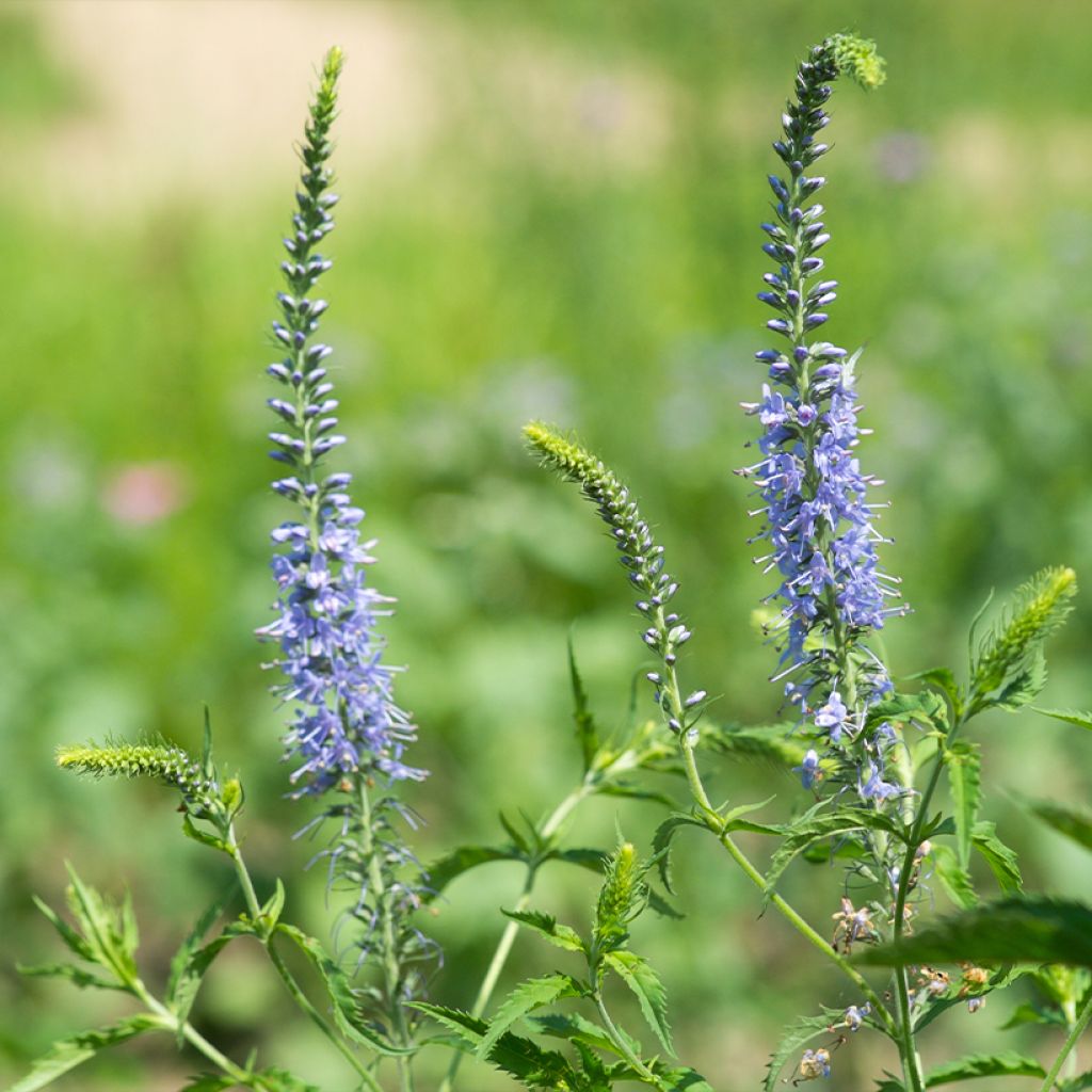 Veronica longifolia Marietta - Véronique à grandes feuilles