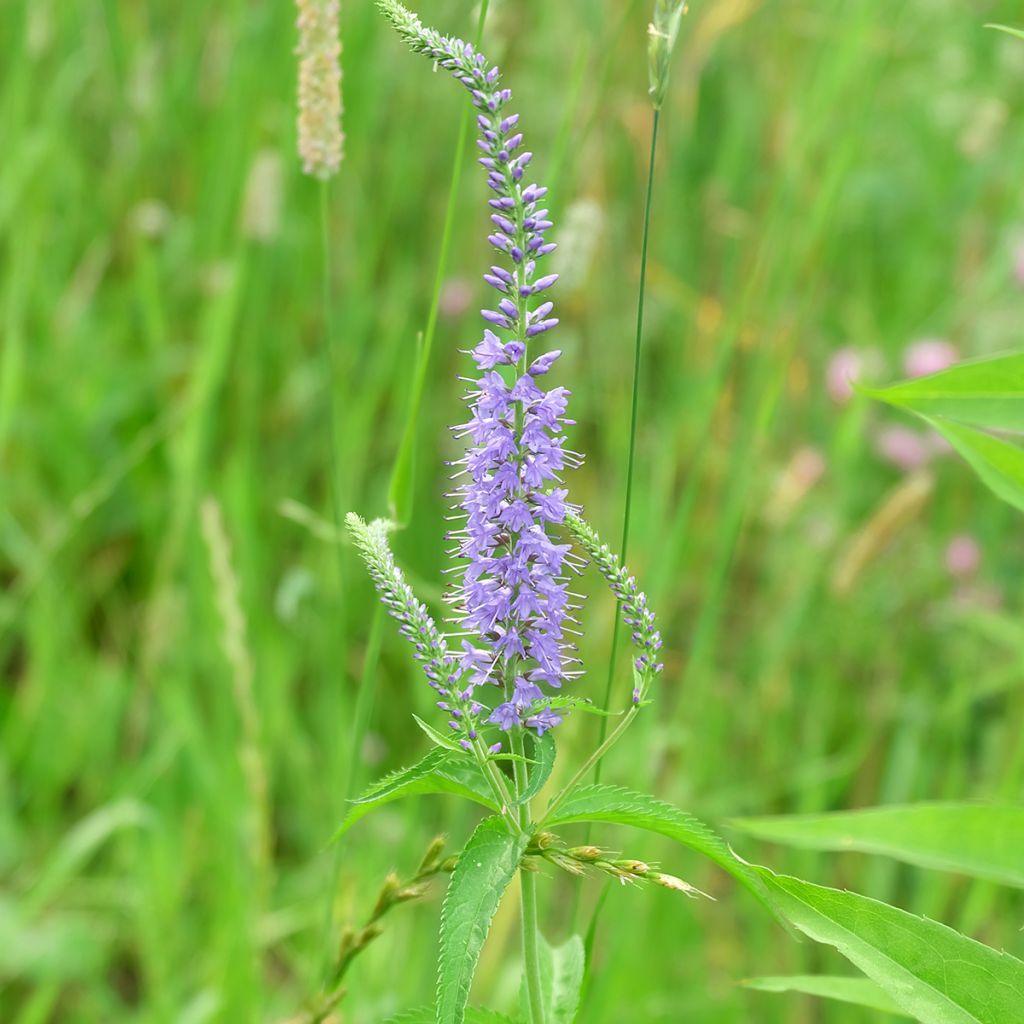 Veronica longifolia Marietta - Véronique à grandes feuilles