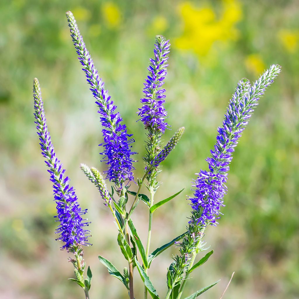 Veronica longifolia - Véronique à longues feuilles