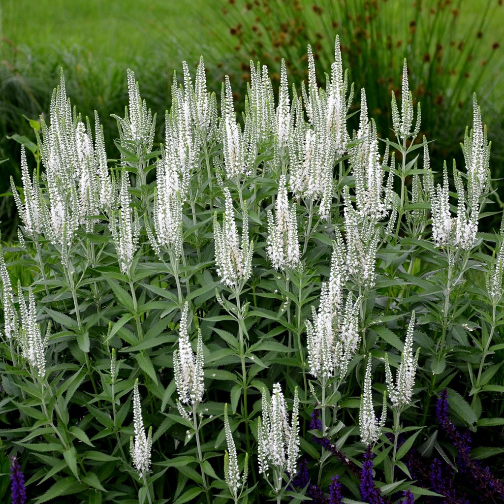 Veronica spicata Alba - Véronique en épis blanche