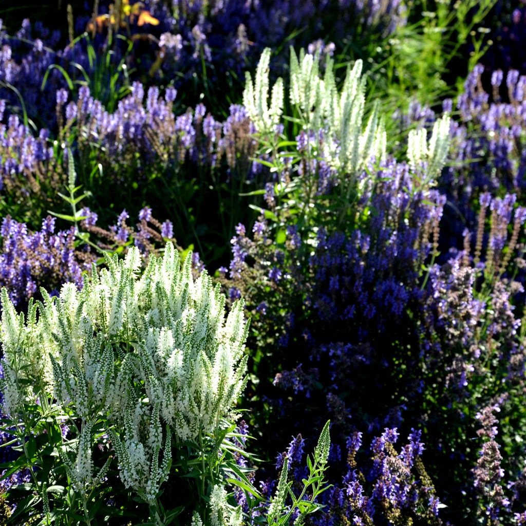 Veronica spicata Alba - Véronique en épis blanche