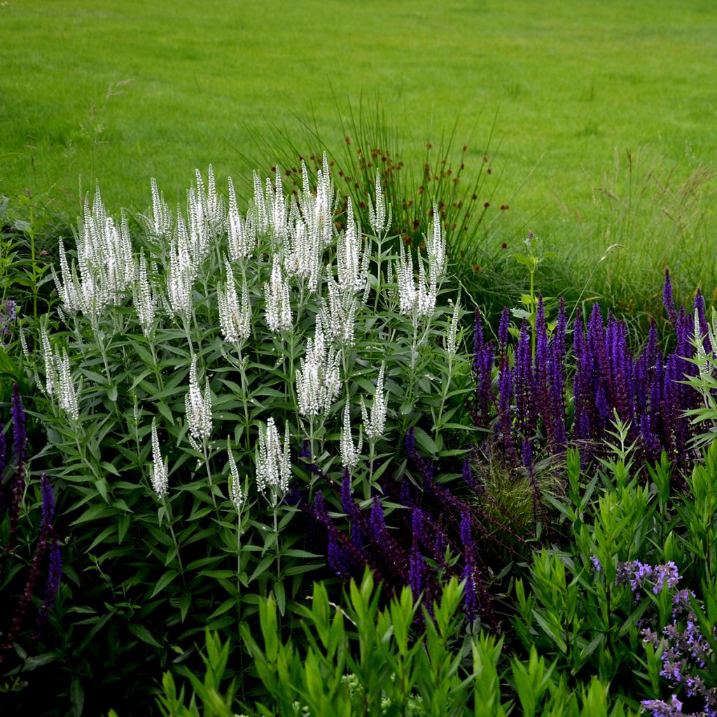 Veronica spicata Alba - Véronique en épis blanche