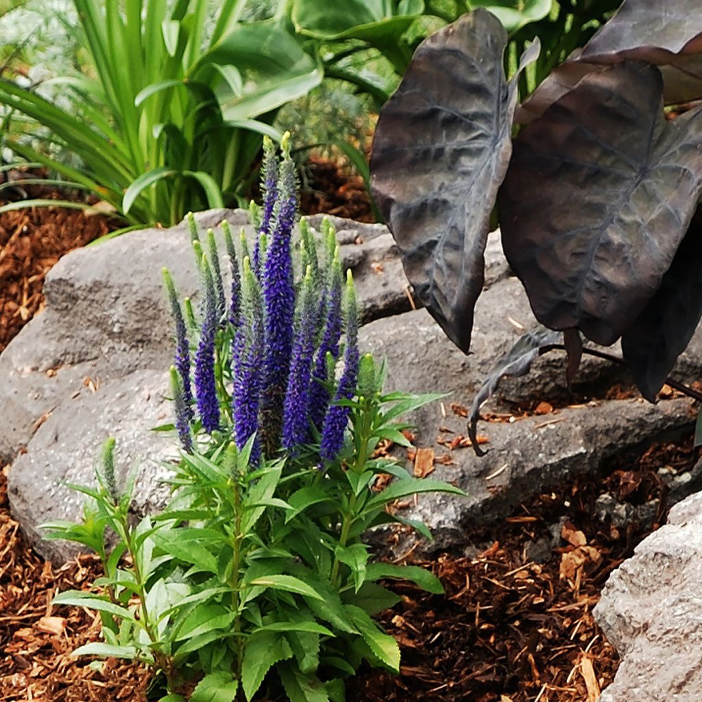 Veronica spicata Baby Blue - Véronique en épis-