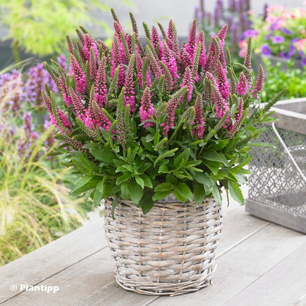 Veronica spicata Bubblegum Candles - Véronique en épis