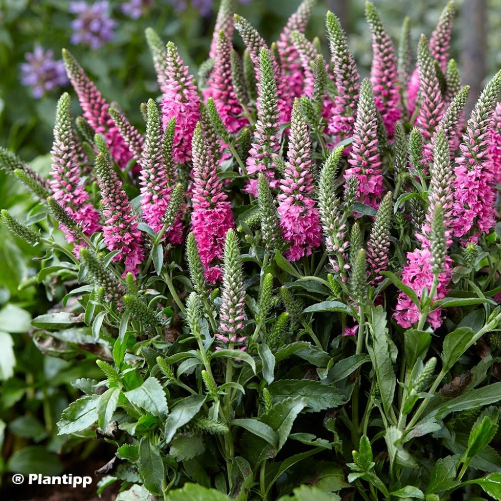 Veronica spicata Bubblegum Candles - Véronique en épis