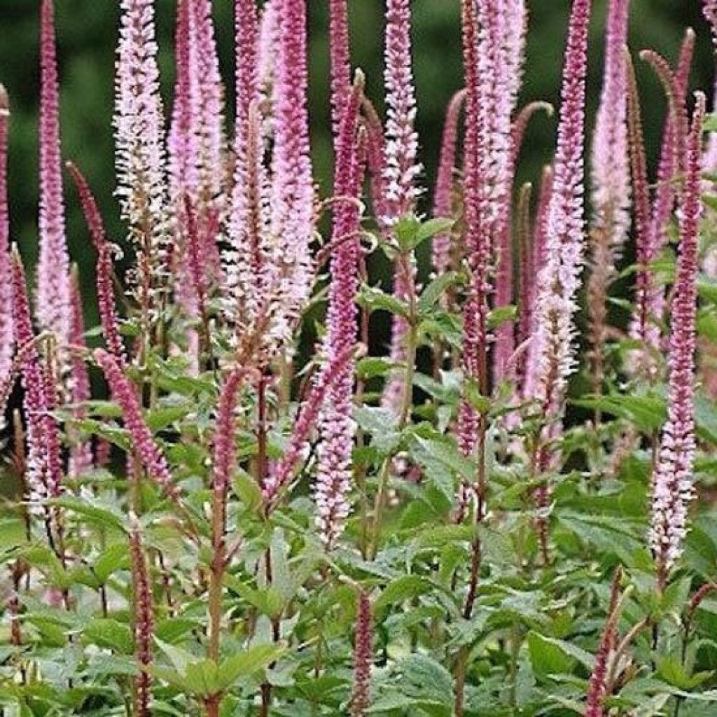 Veronica spicata Erika - Véronique en épis Erika