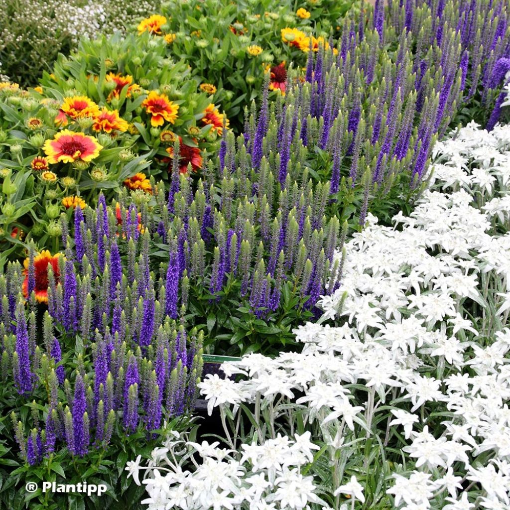 Veronica spicata Glory ROYAL CANDLES - Véronique en épis Royal Candles