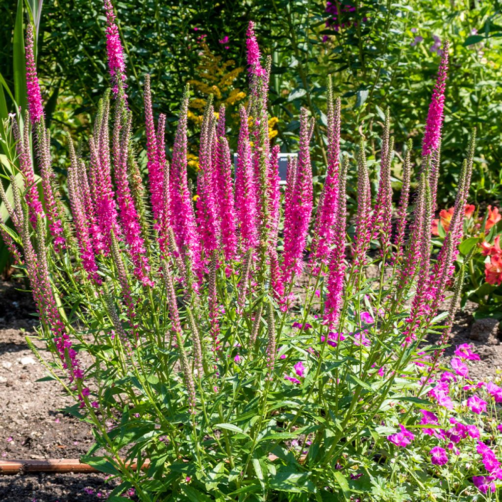 Veronica spicata Rotfuchs - Véronique en épis