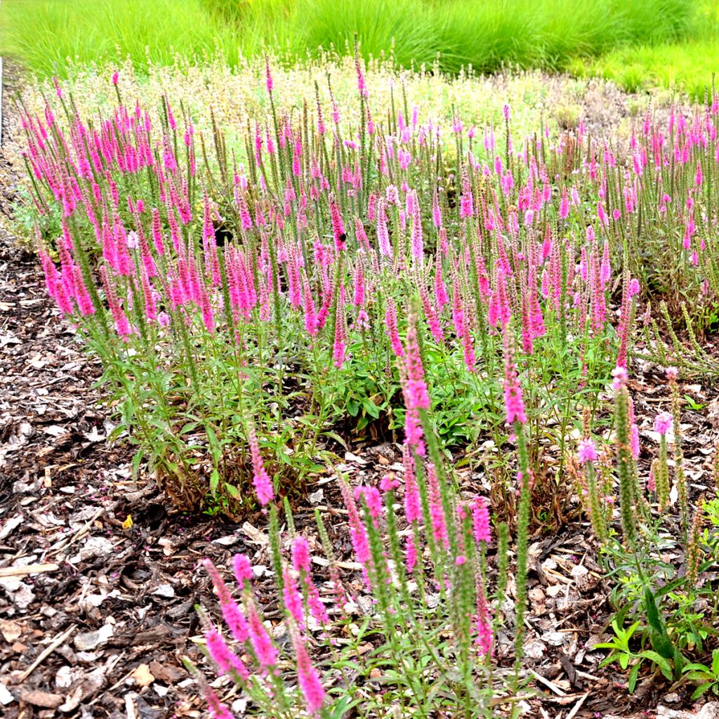 Veronica spicata Rotfuchs - Véronique en épis